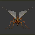 Orange Red Insect With Transparent Wings And Long Antennae On Dark Background