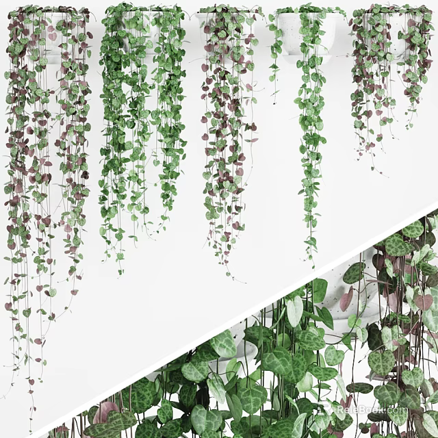 Hanging Green And Purple Vines With Lush Leaves For Indoor Wall Decoration 3d model 