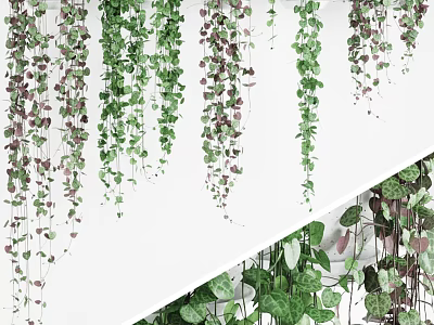 Hanging Green And Purple Vines With Lush Leaves For Indoor Wall Decoration 3d model