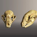 Two Animal Skulls Displayed Side By Side With Natural Bone Structure 3d model