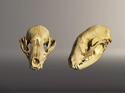 modern animal bones animal skulls animal fossils 3d model
