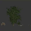 Various Green Trees of Different Sizes Planted in Soil Plots with Natural Foliage