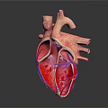 Human Chest Organ Heart 3D Model Showing Internal Structure Blood Vessels Red Blue Sections