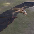 Flying Bat With Brown Body And Large Wings Gliding Over Natural Grassy Ground
