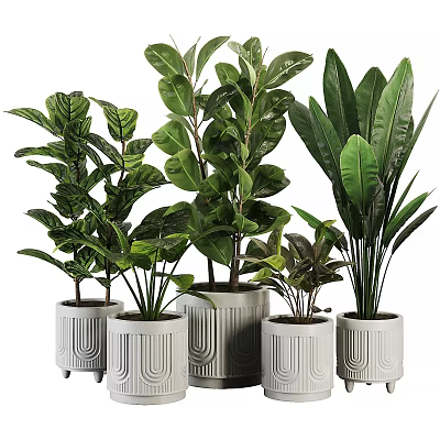 Indoor Green Plants Decor With Various Leaf Types In White Design Pots 3d model