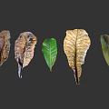 Green and Withered Plant Leaves Arranged on Gray Background with Natural Texture