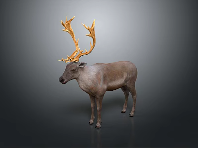Realistic Reindeer with Large Golden Antlers Standing Against Gray Background Detailed Animal Figure 3d model