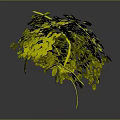 Green Decorative Plant With Lush Yellow Green Leaves And Branch Support Structure