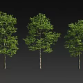 Three Arbor Trees with Lush Green Foliage Standing Tall on Dark Background 3d model