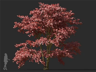 Vibrant Red Leaf Tree With Lush Foliage And Silhouette Figure For Scale 3d model