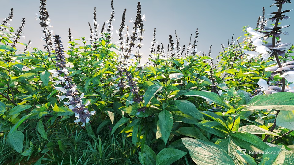 Purple And White Flowering Herb Plants With Large Green Leaves Under Sunlit Blue Sky 3d model 
