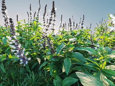 Purple And White Flowering Herb Plants With Large Green Leaves Under Sunlit Blue Sky 3d model