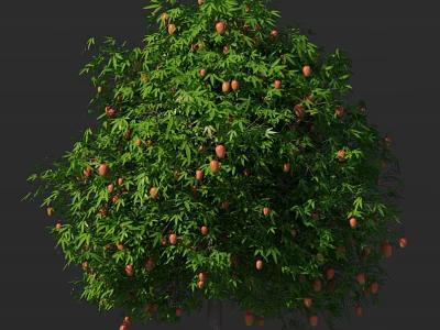 Fresh Mango Tree With Dense Green Foliage And Ripe Fruits 3d model