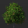 Fresh Mango Tree With Dense Green Foliage And Ripe Fruits