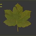 Fresh Green Plant Leaf With Visible Veins And Serrated Edges And Stalk On Gray Background
