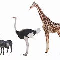 Giraffe Ostrich and Goat Standing Together as Different Animal Group