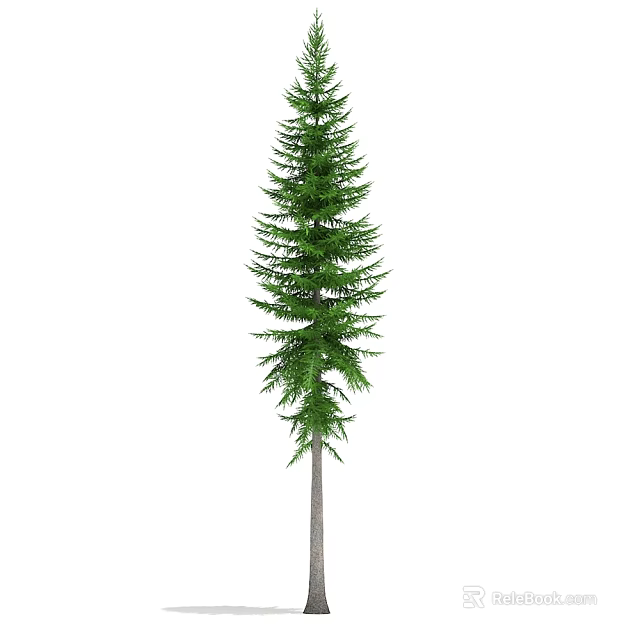 Tall Natural Evergreen Arbor Featuring Lush Green Foliage And Straight Trunk 3d model 