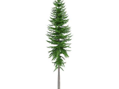 Tall Natural Evergreen Arbor Featuring Lush Green Foliage And Straight Trunk 3d model