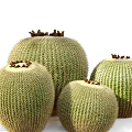Multiple Round Green Bonsai Potted Cactus Plants With Spines And Brown Tops