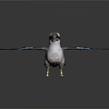 Bird With White Head Brown Beak And Blue Wing Feathers Spread Wings On Dark Background