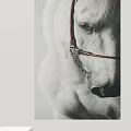 Animal Painting of a White Horse with Brown Bridle and Silver Chain Close Up View