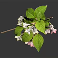 Lush Plant With Green Leaves And Delicate White Pink Flowers On Thin Branches