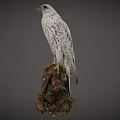 Alert White Speckled Falcon Standing on Mossy Rock with Sharp Beak and Claws