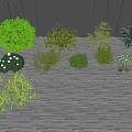 Different Varieties of Shrubs with Green Foliage and White Flowers on Wooden Deck