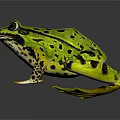 Green Frog With Black Spots Large Eyes And Detailed Paws On Dark Background