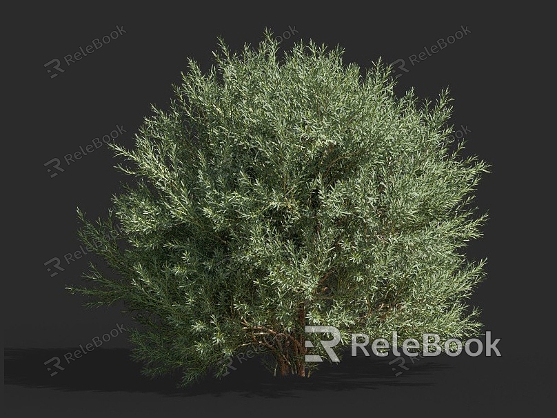 Platycladus orientalis cypress pine shrub hedge hedge pruning tree landscaping ornamental plants courtyard tree model