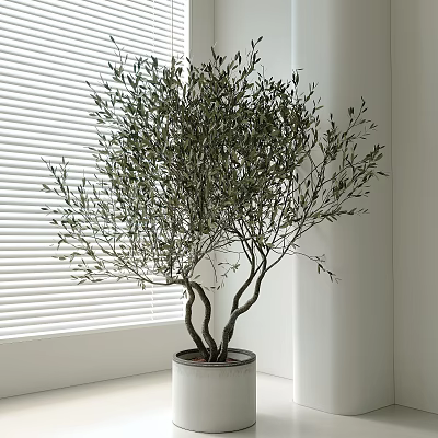 Indoor Olive Tree Bonsai in White Pot by Window with Blinds 3d model