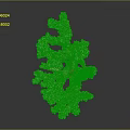 Beautiful Branching Coral Formation Providing Vital Habitat For Diverse Aquatic Animals