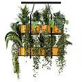 Hanging Green Plants In Multi Tiered Metal Frame With Yellow Pots Monstera Ferns And Vines