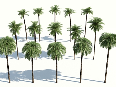 Modern Palm Tree model