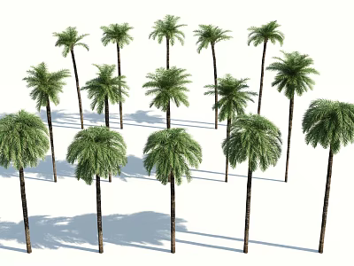 Palm Trees With Lush Green Fronds And Tall Trunks Isolated On White Background 3d model