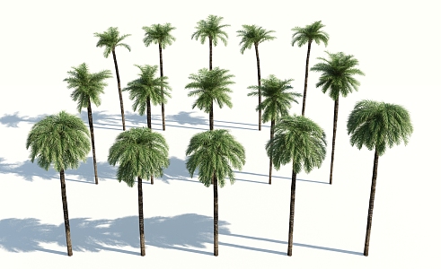 Modern Palm Tree 3d model