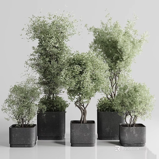 Garden Ornamental Greenery With Various Sizes Potted Plants And Black Textured Square Pots 3d model 