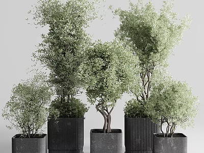 Garden Ornamental Greenery With Various Sizes Potted Plants And Black Textured Square Pots 3d model