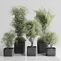 Garden Ornamental Greenery With Various Sizes Potted Plants And Black Textured Square Pots