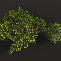 Lush Green Shrub With Dense Vibrant Foliage And Healthy Branch Growth