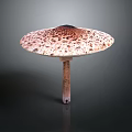 Fresh Spotted Mushroom With Brown And White Cap On Dark Background Stem