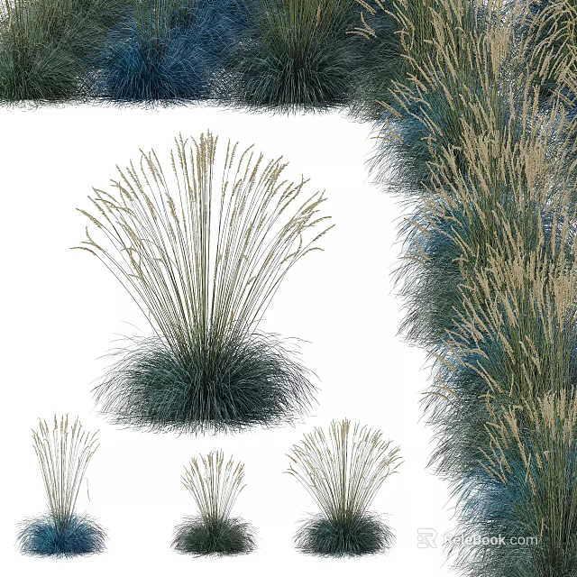 Ornamental Grasses In Various Heights With Blue Green Foliage And Soft Feathery Plumes 3d model 