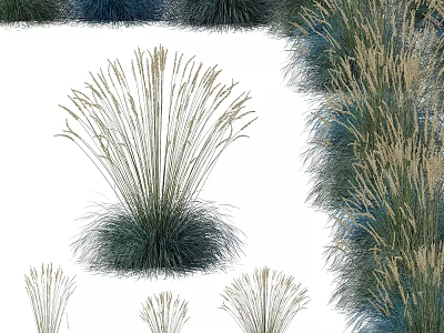 Ornamental Grasses In Various Heights With Blue Green Foliage And Soft Feathery Plumes 3d model