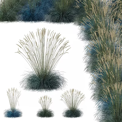 Ornamental Grasses In Various Heights With Blue Green Foliage And Soft Feathery Plumes 3d model