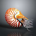 Nautilus Marine Animal With Spiral Striped Orange And White Shell And Tentacles