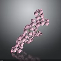 Beautiful Pink Flowers On Curved Branch With Dark Background And Reflection
