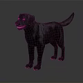Realistic Black Labrador Dog Standing Isolated on Dark Background with Shiny Coat
