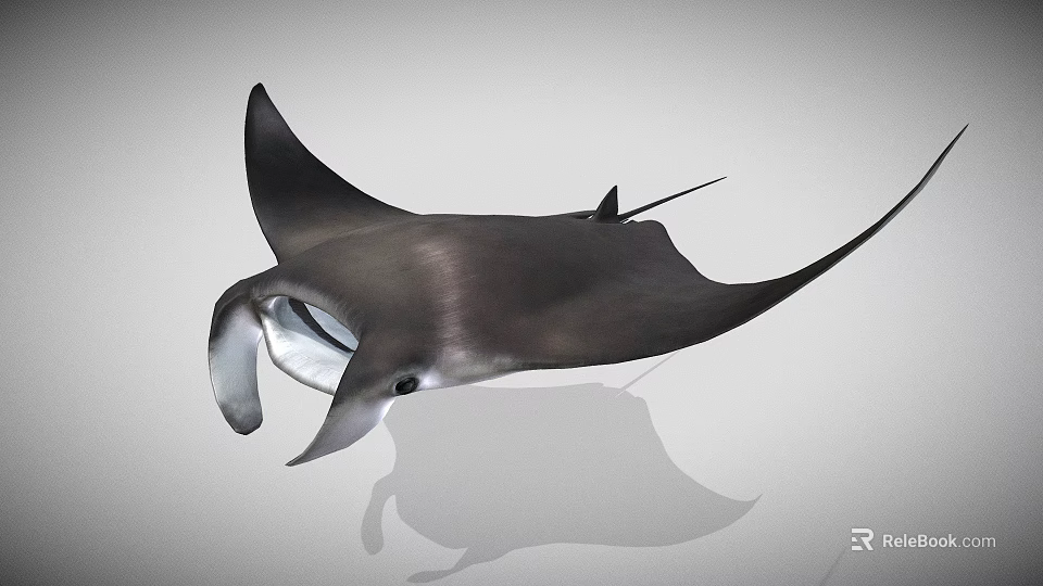Black Manta Ray With Large Pectoral Fins And Shadow On White Background 3d model 