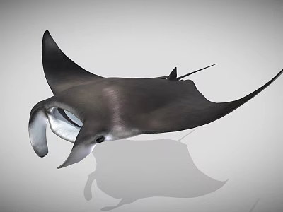 Black Manta Ray With Large Pectoral Fins And Shadow On White Background 3d model
