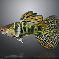 Tropical Guppy Fish Displaying Vibrant Yellow Green Black Patterned Fins And Body
